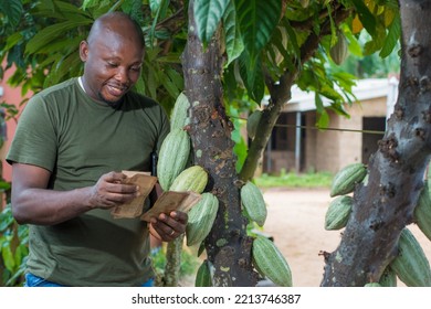 A Happy African Male Farmer, Trader, Entrepreneur Or Businessman From Nigeria, Holding Multiple Nigerian Naira Cash Notes In His Hands As He Stay Close To A Cocoa Tree In A Farm