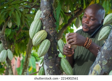 A Happy African Male Farmer, Trader, Entrepreneur Or Businessman From Nigeria, Holding Multiple Nigerian Naira Cash Notes In His Hands As He Stay Close To A Cocoa Tree In A Farm