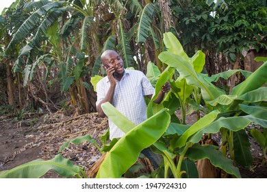 A Happy African Nigerian Man Making Call With A Smart Phone While Touching Banana Leaves In A Plantain Farm 