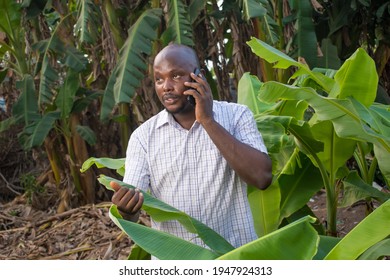 A Happy African Nigerian Man Making Call With A Smart Phone While Touching Banana Leaves In A Plantain Farm 