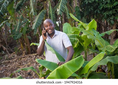 A Happy African Nigerian Man Making Call With A Smart Phone While Touching Banana Leaves In A Plantain Farm 