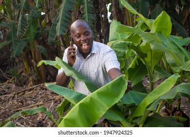 A Happy African Nigerian Man Making Call With A Smart Phone While Touching Banana Leaves In A Plantain Farm 