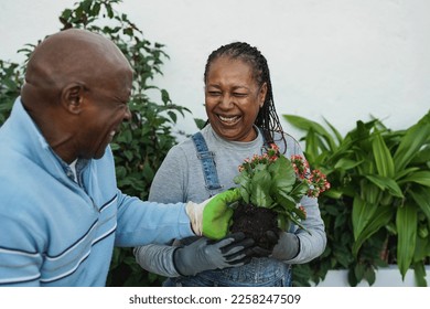 Happy african senior couple having fun gardening together outdoor - Powered by Shutterstock