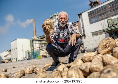 A happy agro worker crouching next to a pile of sugar beet and holding one sugar beet in hand. Raw materials ready for processing. The worker holding sugar beet.