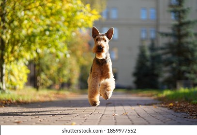 Happy Airedale Terrier In The Autumn 