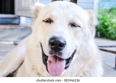 happy Alabai  dog with Tongue Out is smiling