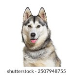 Happy alaskan malamute dog sitting and panting, isolated on white