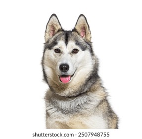 Happy alaskan malamute dog sitting and panting, isolated on white - Powered by Shutterstock