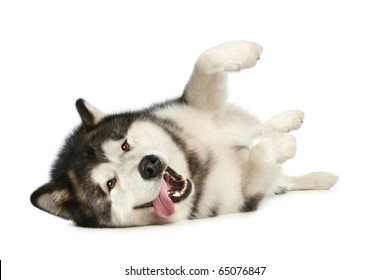 Happy Alaskan Malamute Resting On A White Background