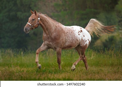 Happy American Appaloosa horse with colorful spotted coat pattern