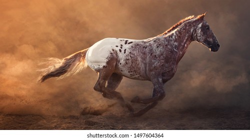 Happy American Appaloosa horse with colorful spotted coat pattern in dust