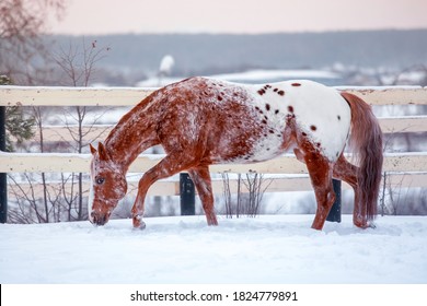 Happy American Appaloosa horse with colorful spotted coat pattern