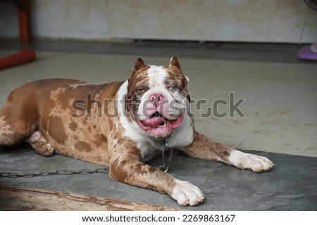 Happy American Bandogge Dog Breed , merle color pitbull concept dog or bandog type #uniqueSSelf
