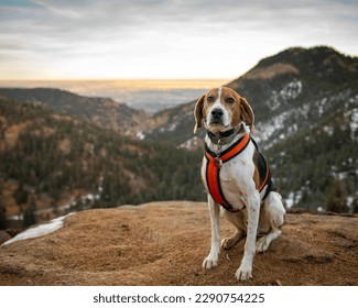 happy American Foxhound hound dog hiking in North Cheyenne Canyon Park in Colorado Springs in the winter - Shutterstock ID 2290754225