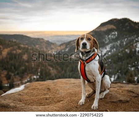 happy American Foxhound hound dog hiking in North Cheyenne Canyon Park in Colorado Springs in the winter