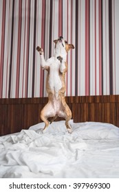 Happy American Staffordshire Terrier Dog Jumping On The Bed