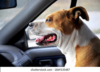 Happy American Staffordshire Terrier Senior Dog , Portrait In A Car.