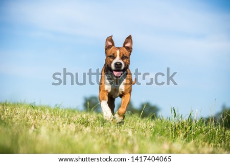 Similar – Image, Stock Photo Margaret Dog Grass Green