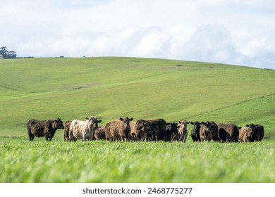 Happy Animals, Happy Farms in America's Heartland Region Ensure Humane and Sustainable Livestock Practices for Cattle Grazing in Fresh Pasture - Powered by Shutterstock