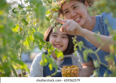 Happy Asian Child Helping Her Mother Harvest Little Tomato In The Farm