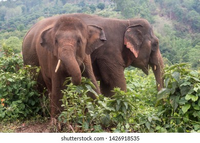 Happy Asian Elephant At An Ethical Elephant Sanctuary In Northern Thailand