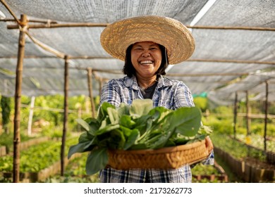 Happy Asian Farmer Harvesting Fresh Organic Vegetable In Local Farm At Countryside.