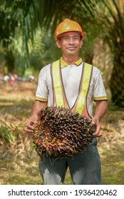 Happy Asian Farmer Palm Oil Holding A Palm Oil Fruit