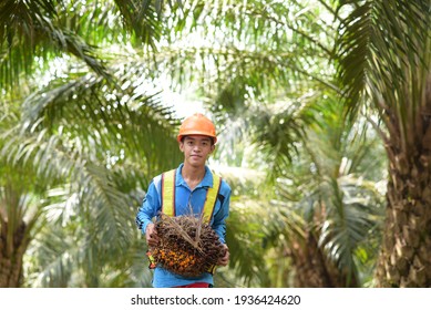 2,489 Palm oil worker Images, Stock Photos & Vectors | Shutterstock