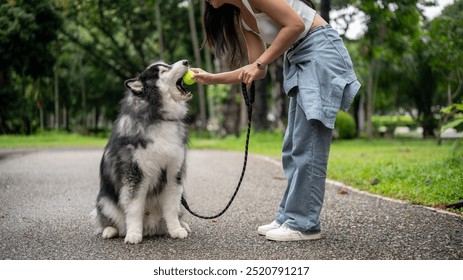 A happy Asian female dog owner is giving a tennis ball to her dog, training it to obey while enjoying a fun time together in a green park. dog walker, dog trainer, best friend - Powered by Shutterstock