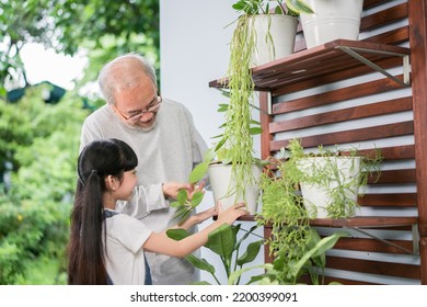 Happy Asian Grandfather With Granddaughter Take Care The Plants Together At Home Garden Backyard Near Living Room. Hobby And Leisure Lifestyle Stay Home Concept.