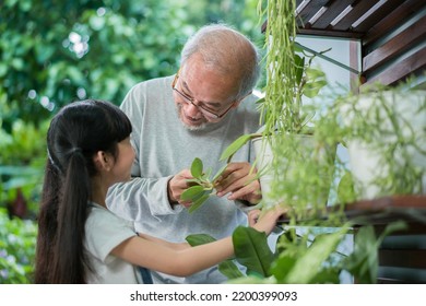 Happy Asian Grandfather With Granddaughter Take Care The Plants Together At Home Garden Backyard Near Living Room. Hobby And Leisure Lifestyle Stay Home Concept.