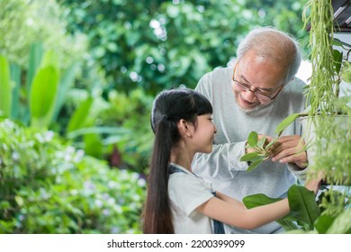 Happy Asian Grandfather With Granddaughter Take Care The Plants Together At Home Garden Backyard Near Living Room. Hobby And Leisure Lifestyle Stay Home Concept.