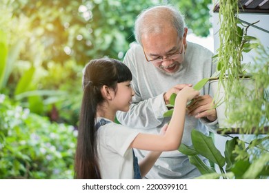 Happy Asian Grandfather With Granddaughter Take Care The Plants Together At Home Garden Backyard Near Living Room. Hobby And Leisure Lifestyle Stay Home Concept.