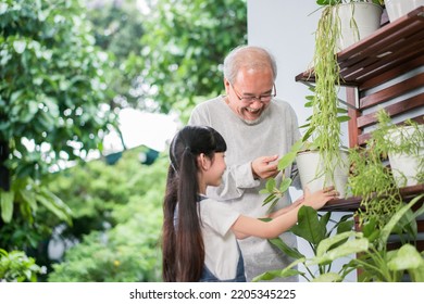 Happy Asian Grandfather With Granddaughter Take Care The Plants Together At Home Garden Backyard Near Living Room. Hobby And Leisure Lifestyle Stay Home Concept.