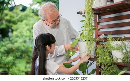 Happy Asian Grandfather With Granddaughter Take Care The Plants Together At Home Garden Backyard Near Living Room. Hobby And Leisure Lifestyle Stay Home Concept.