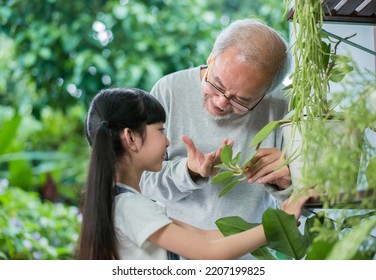 Happy Asian Grandfather With Granddaughter Take Care The Plants Together At Home Garden Backyard Near Living Room. Hobby And Leisure Lifestyle Stay Home Concept.