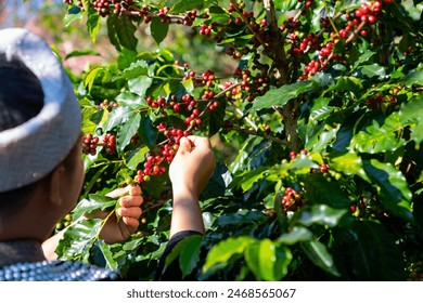 Happy Asian man farmer picking red cherry coffee beans in coffee plantation in Chiang Mai, Thailand. Hill tribes farm worker growing and harvesting organic arabica coffee berries on the mountain. - Powered by Shutterstock