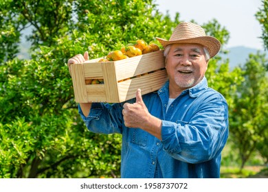 Happy Asian senior man farmer carry wooden box working in organic orange orchard with happiness. Elderly male farm owner harvesting ripe orange in garden. Agriculture product industry business concept - Powered by Shutterstock