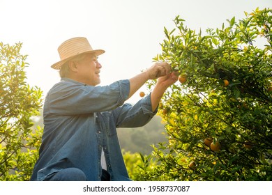 Happy Asian Senior Man Farmer Working And Picking Organic Orange Fruit In Orange Orchard. Elderly Male Farm Owner Preparing To Harvest Ripe Orange. Agriculture Product Industry With Technology Concept