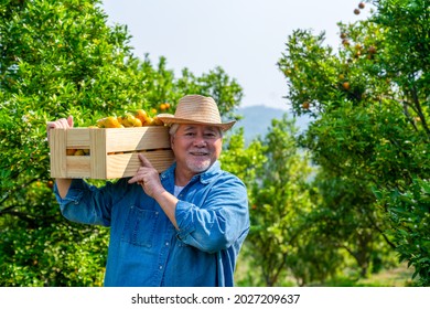 Happy Asian Senior Man Farmer Carry Wooden Box Working In Organic Orange Orchard With Happiness. Elderly Male Farm Owner Harvesting Ripe Orange In Garden. Agriculture Product Industry Business Concept