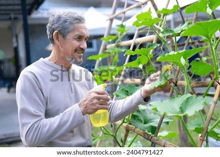 happy asian senior man spray hormones on pumpkin leaves in the vegetable garden,concept of elderly people lifestyle,active,hobby