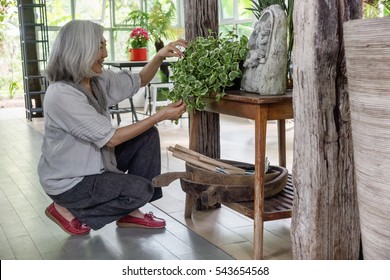 Happy Asian Senior Woman Gardening In Greenhouse. Rustic Wooden Interior In Background