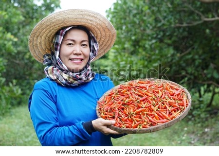 Happy Asian woman farmer is in garden, wear hat, blue shirt, hold tray of red chillies. Concept : Local agriculture farming. Easy living lifestyle. Farmer satisfied. Organic crops.                    