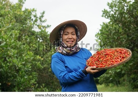 Happy Asian woman farmer is in garden, wear hat, blue shirt, hold tray of red chillies. Concept : Local agriculture farming. Easy living lifestyle. Farmer satisfied. Organic crops.                    