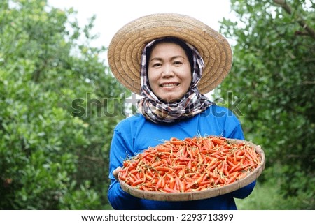 Happy Asian woman farmer is in garden, wear hat, blue shirt, hold tray of red chillies. Concept , Local agriculture farming. Easy living lifestyle. Farmer satisfied. Organic crops.                    