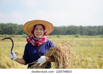Happy Asian woman farmer wears hat, holds sickle to havest rice at paddy field. Concept : Agriculture occupation. National farmer.                                                  