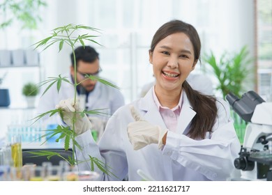 Happy  Asian Woman Scientist Smile Looking Show Cannabis Leaves Research Cannabis Alternative Chemical Extract In Farm Agro Lab, Pharmacist Look Microscope Herb Leaf Ganja Alternative Medicine Legal 