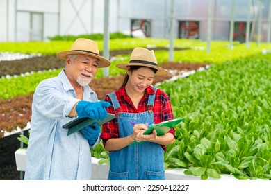 Happy Asian woman and senior man farmer working together in organic hydroponic system salad farm. Modern vegetable garden owner using digital tablet inspect lettuce vegetable in greenhouse garden. - Powered by Shutterstock