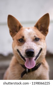 A happy Australian Cattle dog looking at the camera, mouth open, tongue out, and smiling. 