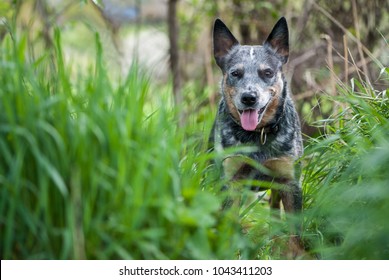 Happy Australian Cattle Dog standing among tall green grass.